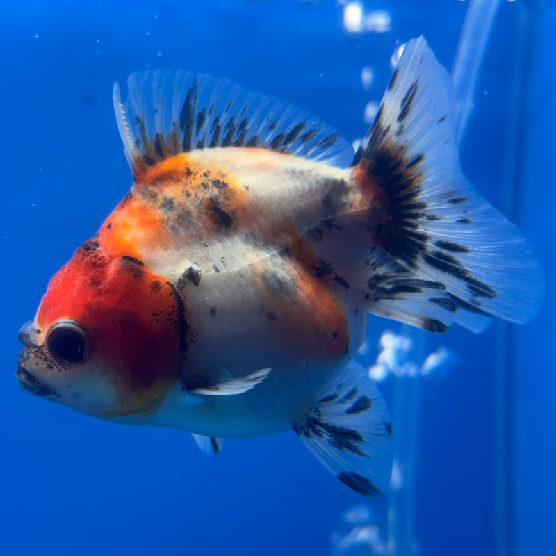 Thai Oranda SHOGUN 2.5” Body Male(CK-795)R1B04