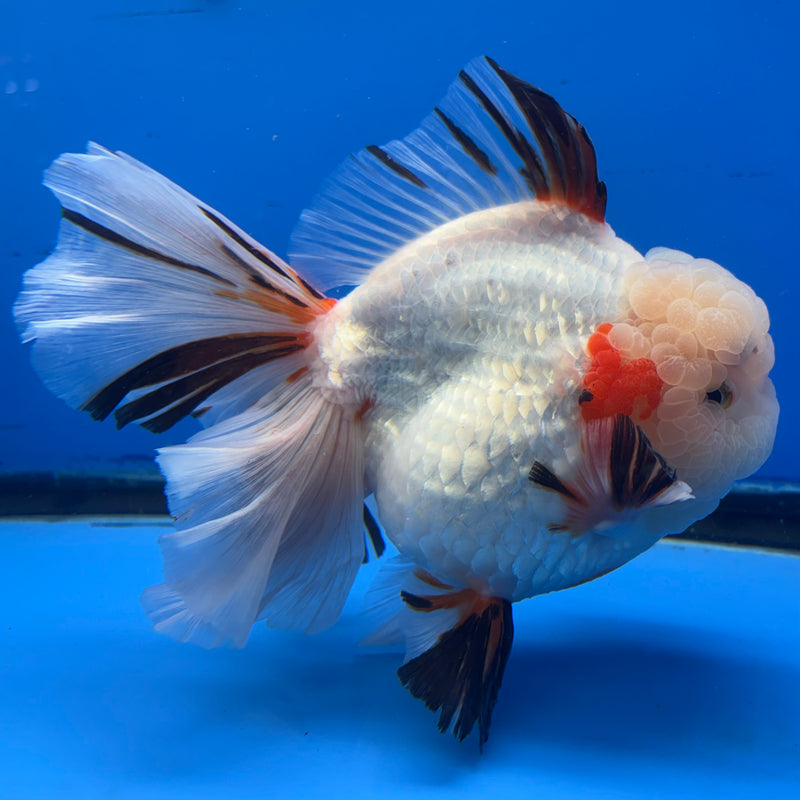 Thai Oranda Tri-Color RoseTail 4.5” Body Female(NKT-CK-1034)SHOWTANK2