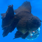 Thai Jumbo Full Black 4” Body Male (NKT-CK-1586)BLUETUB-B