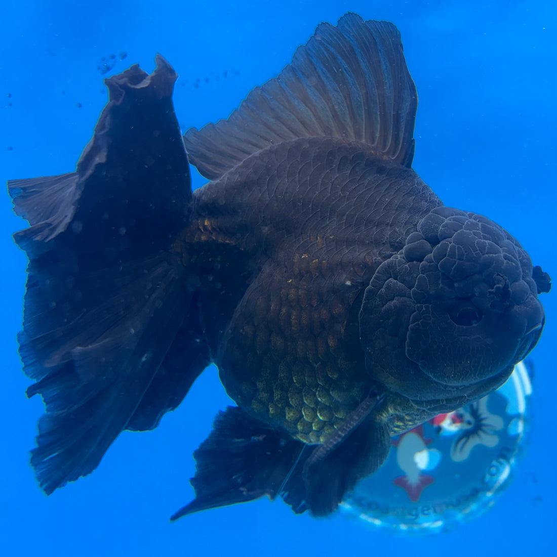 Thai Jumbo Full Black 4” Body Male (NKT-CK-1586)BLUETUB-B