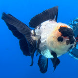 Thai Oranda Panda 3.5” Female(CK-1629)R2A08