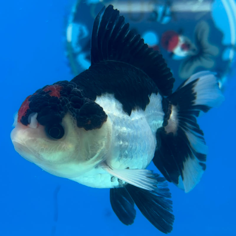 Thai Oranda Tri-Color 2.5" Male (CK-1523)R3B16