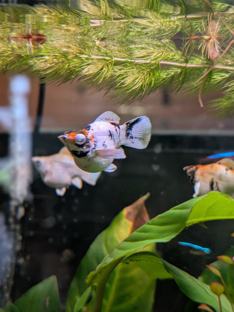 High Grade Red Head Balloon Molly (Poecilia sphenops)