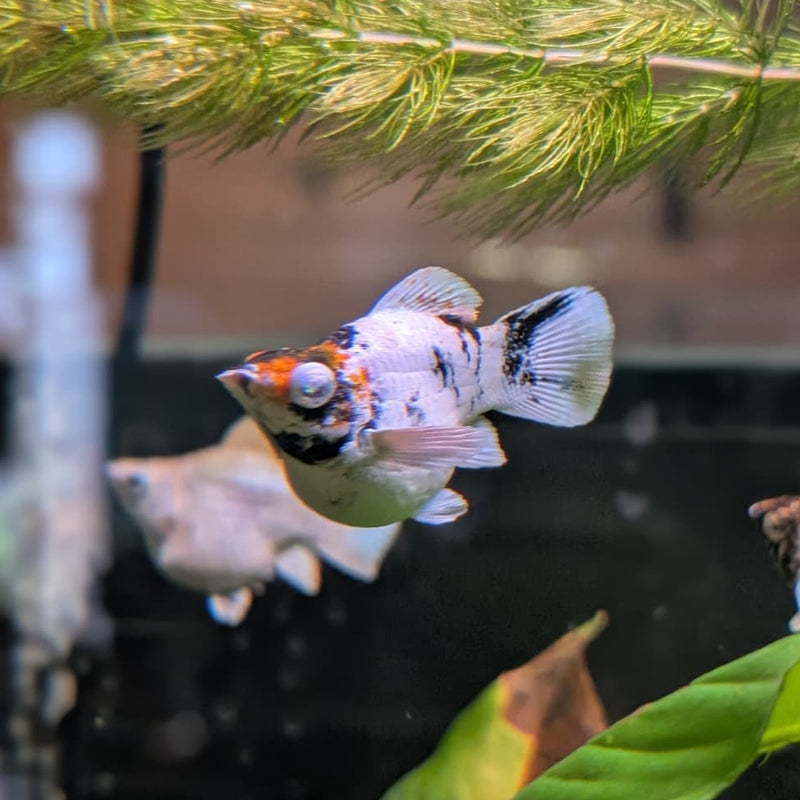 High Grade Red Head Balloon Molly (Poecilia sphenops)