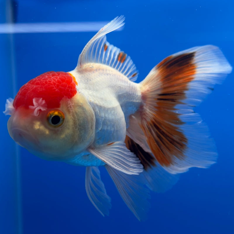 Thai Oranda White Body Red Cap 2.5” Body Male(CK-1307)R3B15