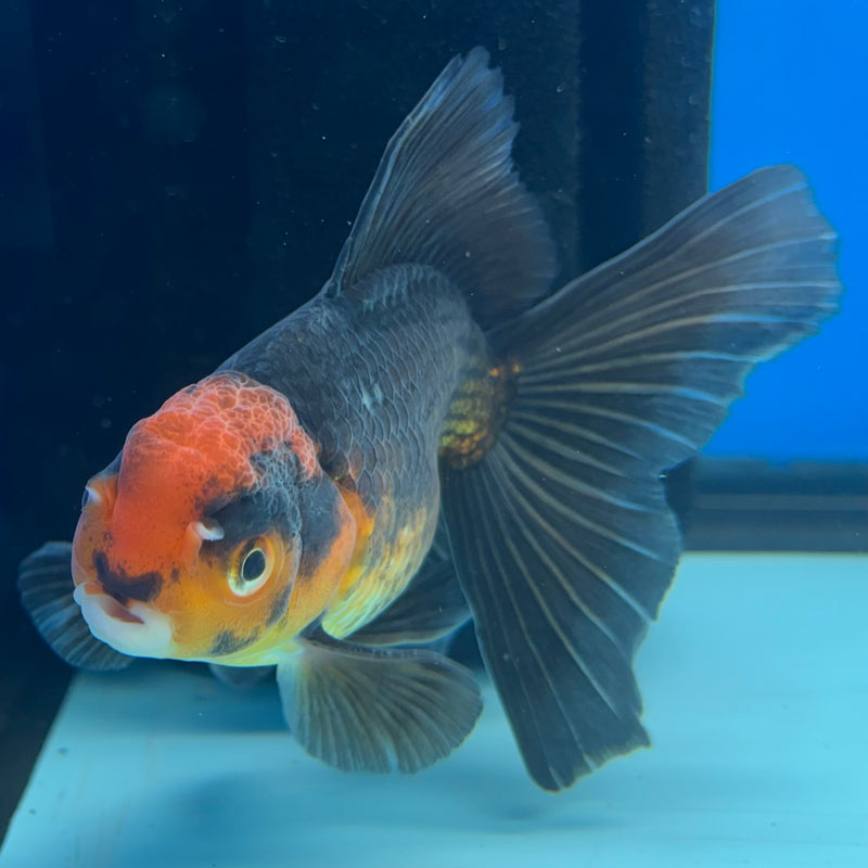 Thai Oranda Black Body Red Cap 2.5” Body Male(CK-860)R3B16