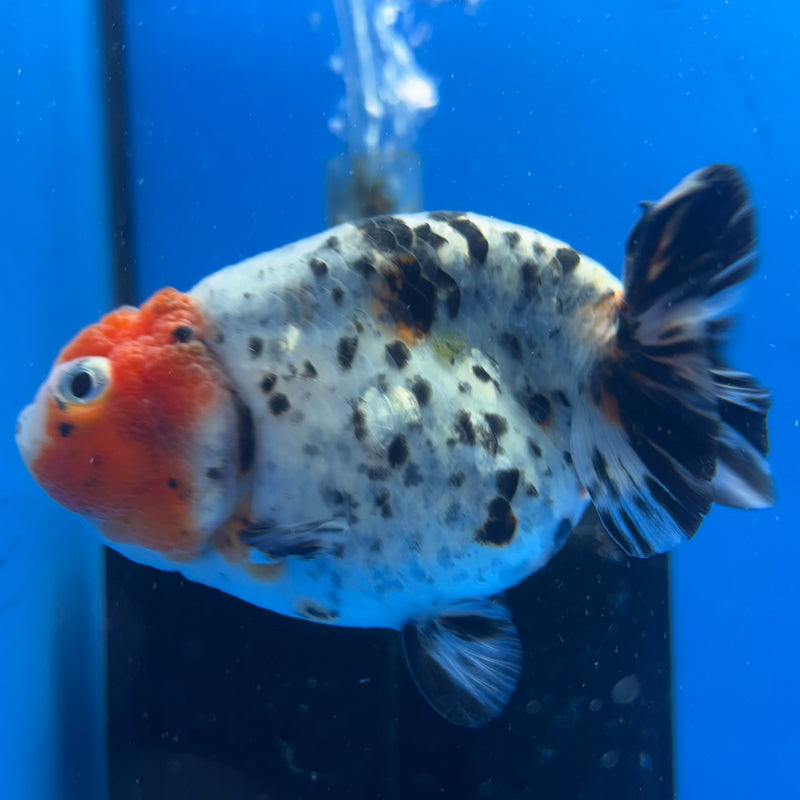 Thai Ranchu Tri-Color Calico 3.5” Body Female(CK-940)R2C03