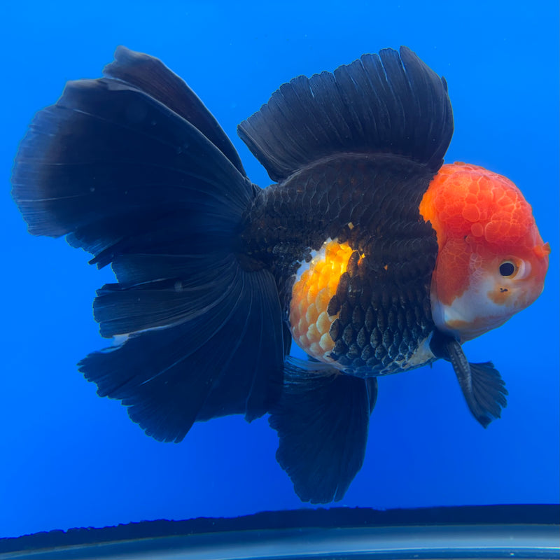 Thai Oranda AA JUMBO Apache 4” Body Male(AA-CK-1356)R1BLUETUB3