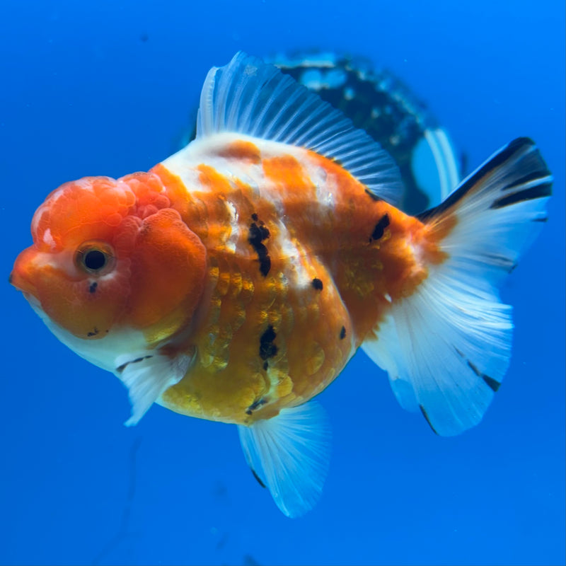 Thai Oranda Tri-Color Calico 3.5” Body Male(QGF-CK-1098)SHOWTANK