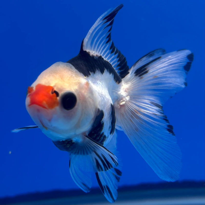 Thai Oranda Panda 2.5” Body Male(CK-1245)R3B09