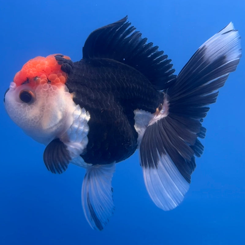 Thai Oranda Tri-Color 3” Body Female(CK-672)R1B08