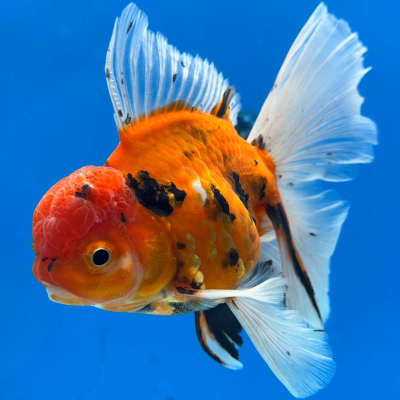 Thai Oranda Red Calico 3” Body Male(CK-617)R1B02