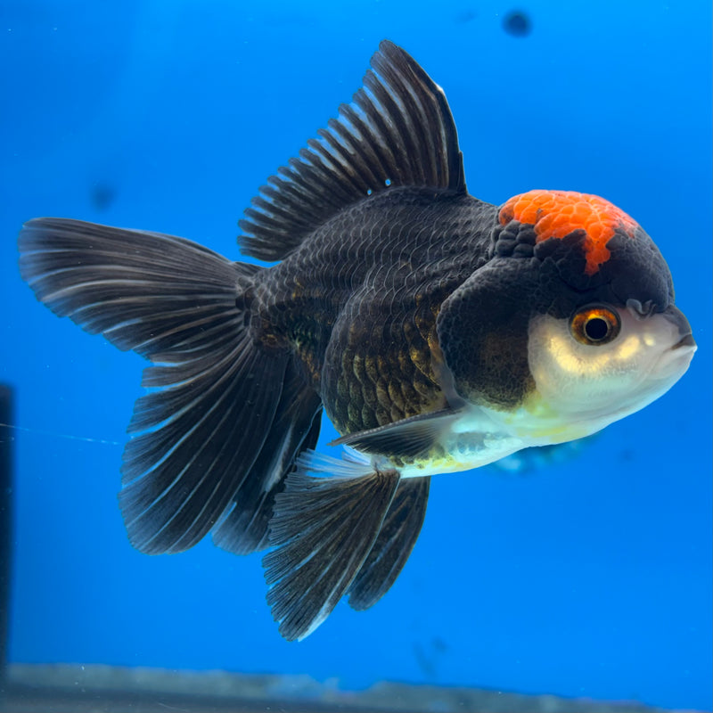 Thai Oranda Tri-Color 3” Body Male(CK-985)R3B08