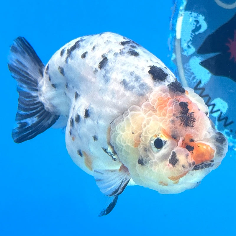 Thai Ranchu Tri-Color Calico 3.5” Body Female(CK-944)R2C03