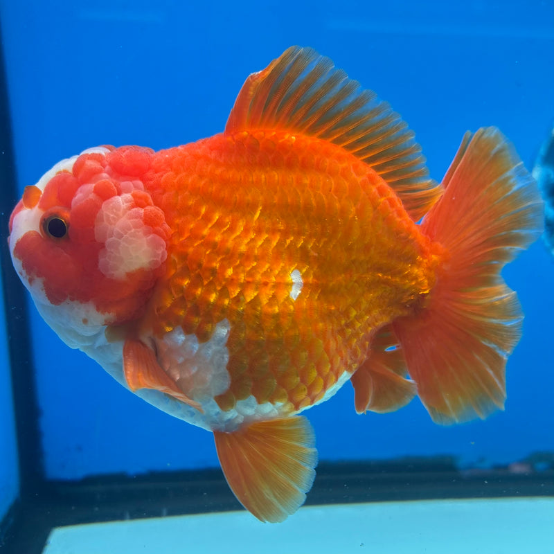Thai Oranda Red/White 4” Body Male(CK-1449)R1BLUETUB1