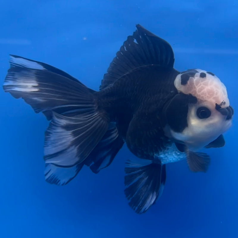 Thai Oranda Panda 3” Body Male(CK-1224)R1B08