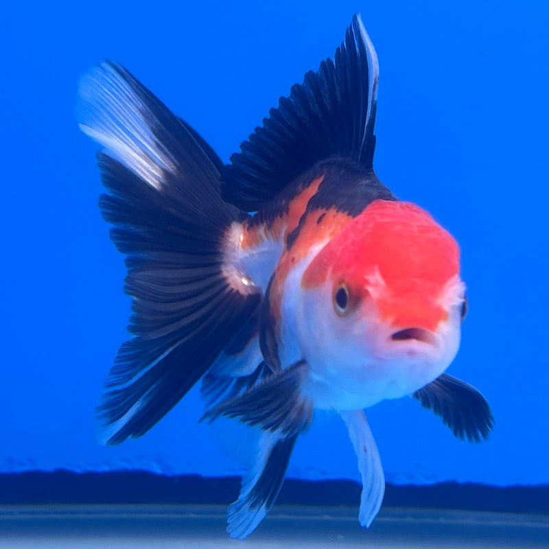 Thai Oranda Apache/Tri-Color 2.5” Body Male(CK-1240)R3B10