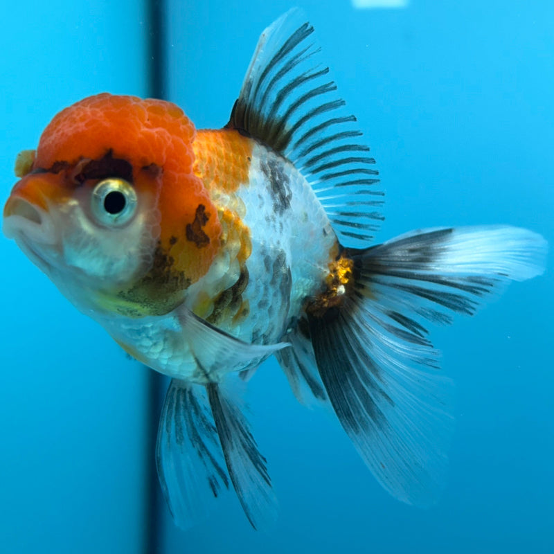 Thai Tri-Color Oranda 2.5”Body Male (JCD-040)R4B12