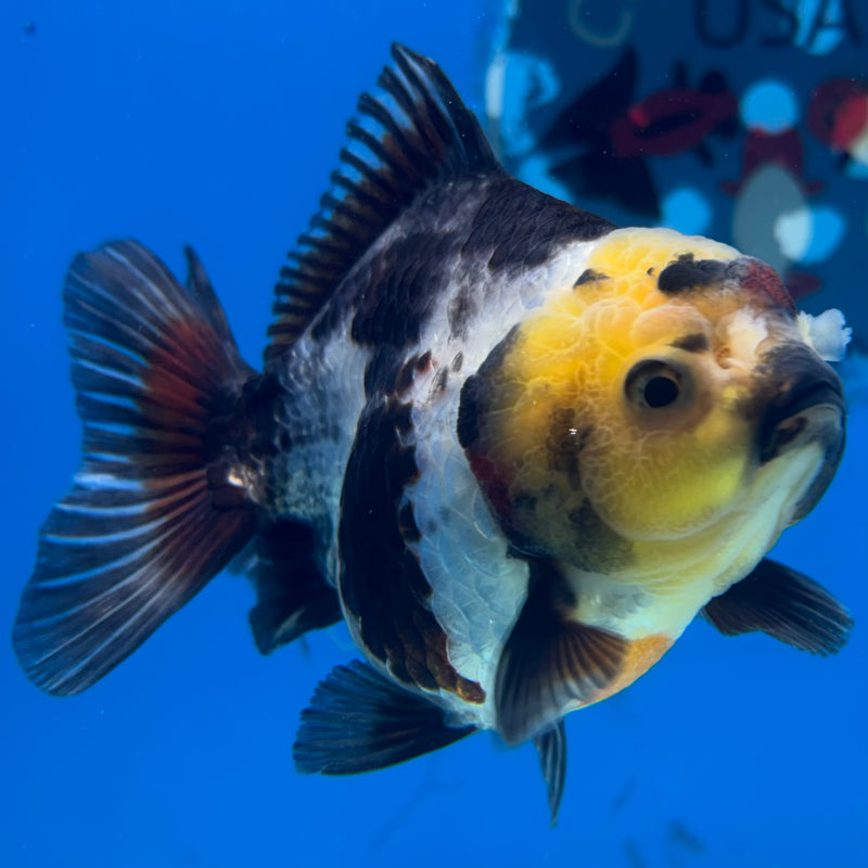 Thai Oranda Lemon Head Tri-Color 3” Body Male(CK-1024)R3B11