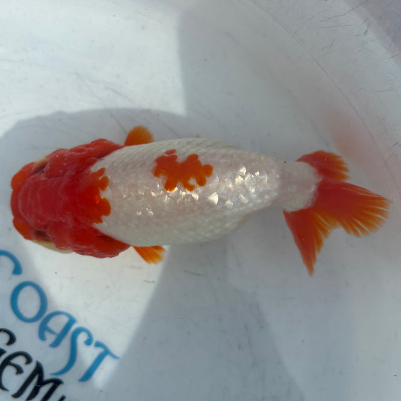 Live Fancy Goldfish Thai Ranchu AA Grade Top View Red & White Ranchu 3.5” Body Female(CK-876)BLUETUB1