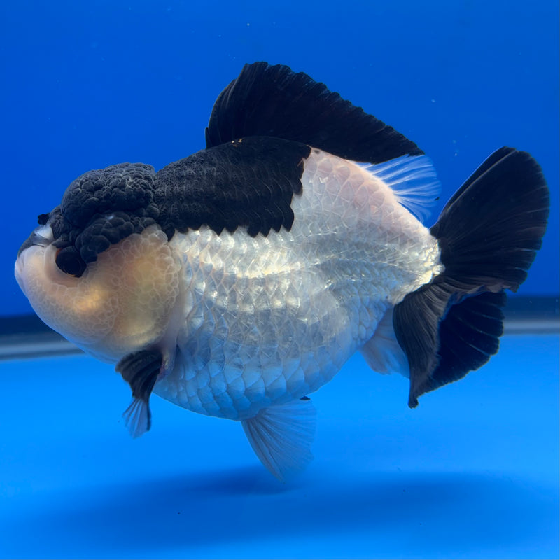 Thai Premium Oranda Yuanbao Panda 4” Body Male(CK-772)R1BlueTub4