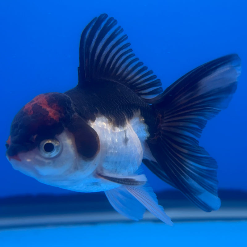 Thai Oranda Tri-Color 2.5” Body Male(CK-1256)R3B07