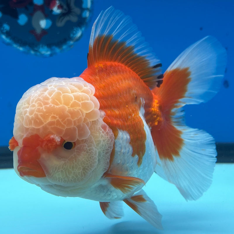 Thai Jumbo Oranda Tri-Color 4.5” Body Female(CRP-CK-1086)BLUETUB2