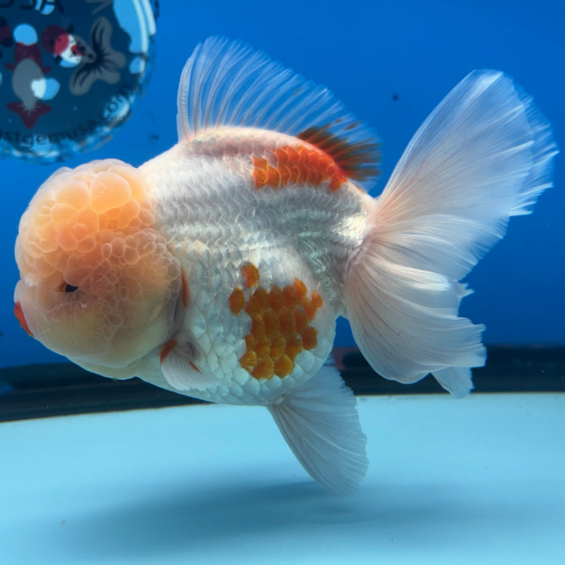 Thai Jumbo Oranda Lemon Head Red/White 4.5” Body Female(CRP-CK-1087)BLUETUB2