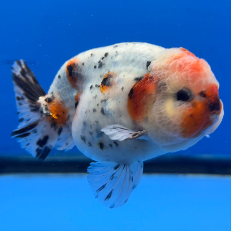 Thai Ranchu Tri-Color Calico 3.5” Body Male(CK-942)R2C03