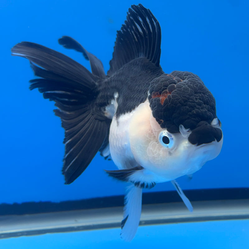 Thai Oranda Panda 3.5” Body Female(CK-680)R1B10