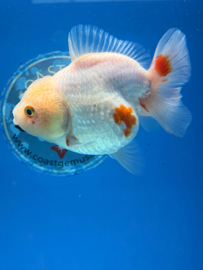 Chinese Oranda Yuanbao Lemonhead 3.5in Female (FEB-306)R2A06