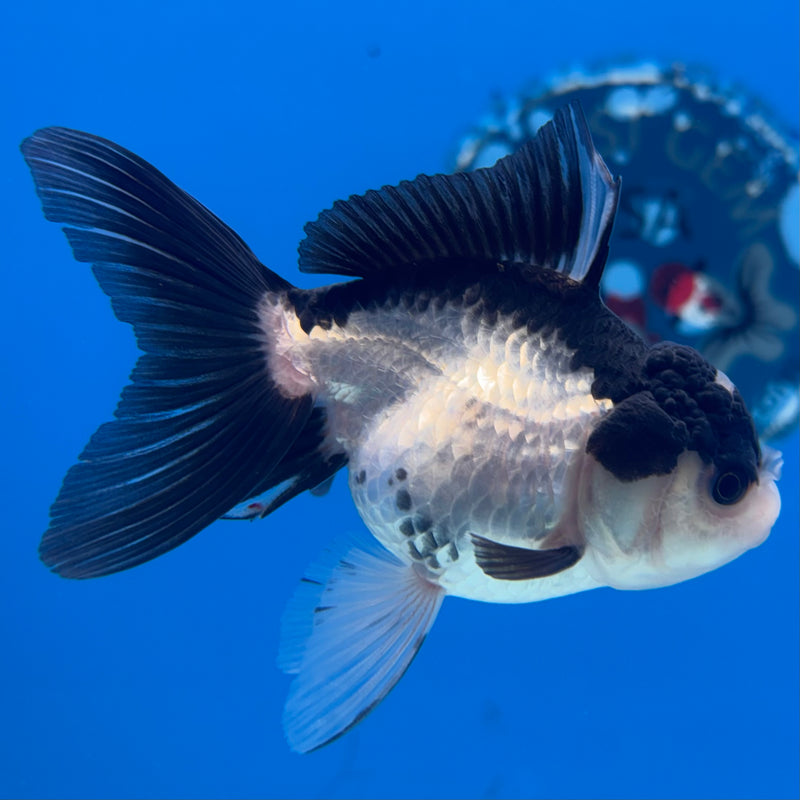Thai Oranda Panda 2.5” Body Female(CK-1290)R3B02