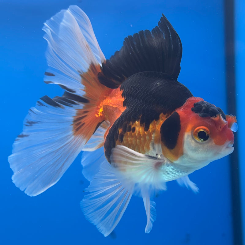 Thai Oranda Apache 3” Body Male(CK-1407)R1B09