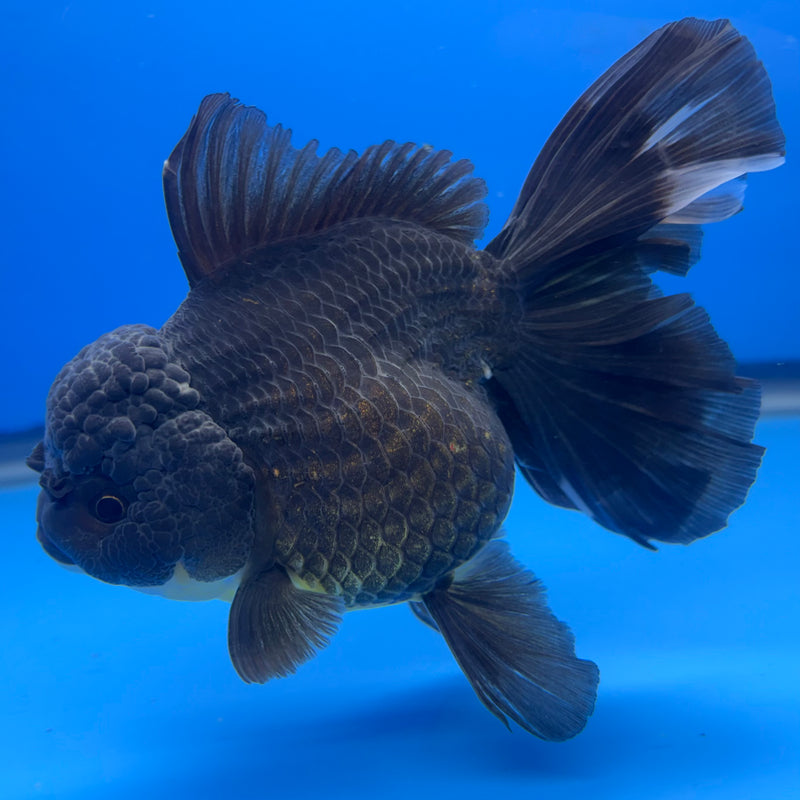 Thai Oranda Full Black 4” Body Male(CK-818)R1B04