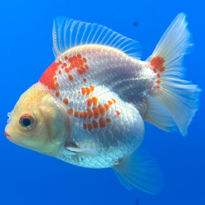 Thai Oranda Lemon Head Red/White 2.5” Body Female(CK-852)R3B18