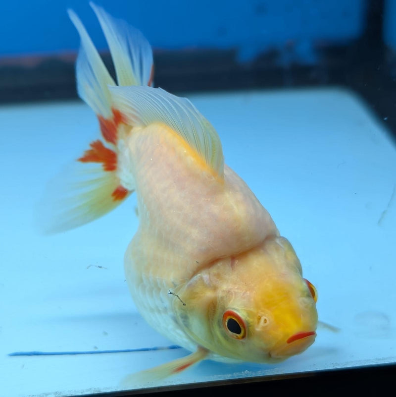 (KP-234) Red & White Thai Ryukin 2.5''  Female Show Quality R3B09
