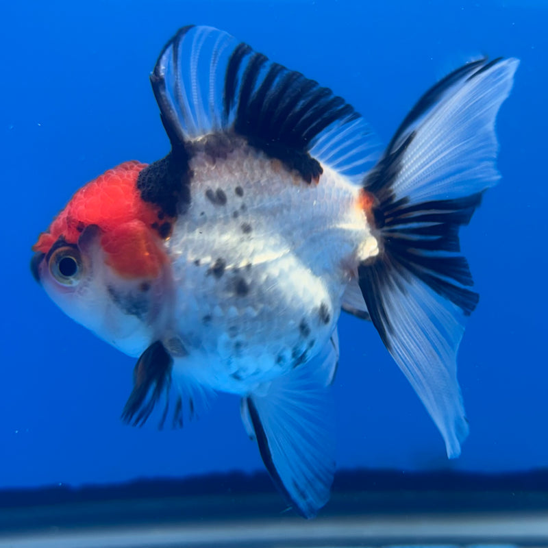 Thai Oranda Tri-Color 2.5” Body Female(CK-997)R3B20