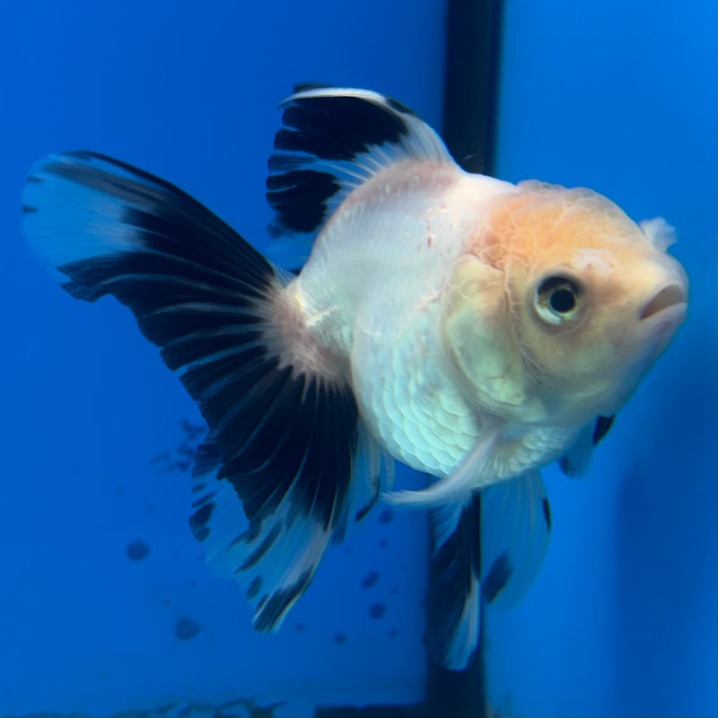 Thai Oranda NOK Panda 2.5” Body Male(NOK-CK-1179)R3B16