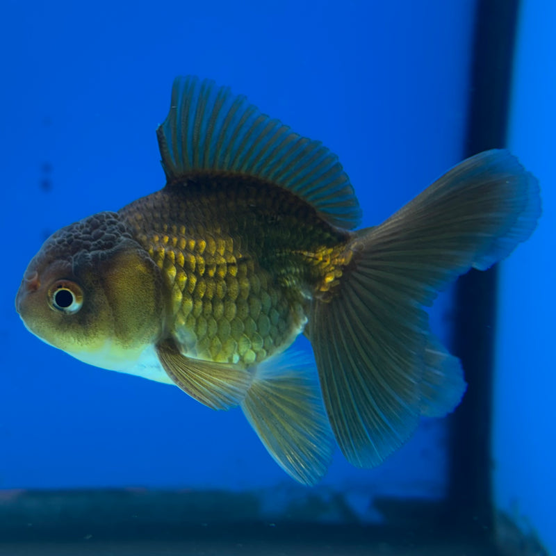 Thai Oranda Full Black 2” Body Male(CK-1018)R3B13
