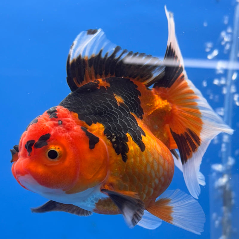 Thai Oranda Apache 3” Body Female(CK-699)R1B07