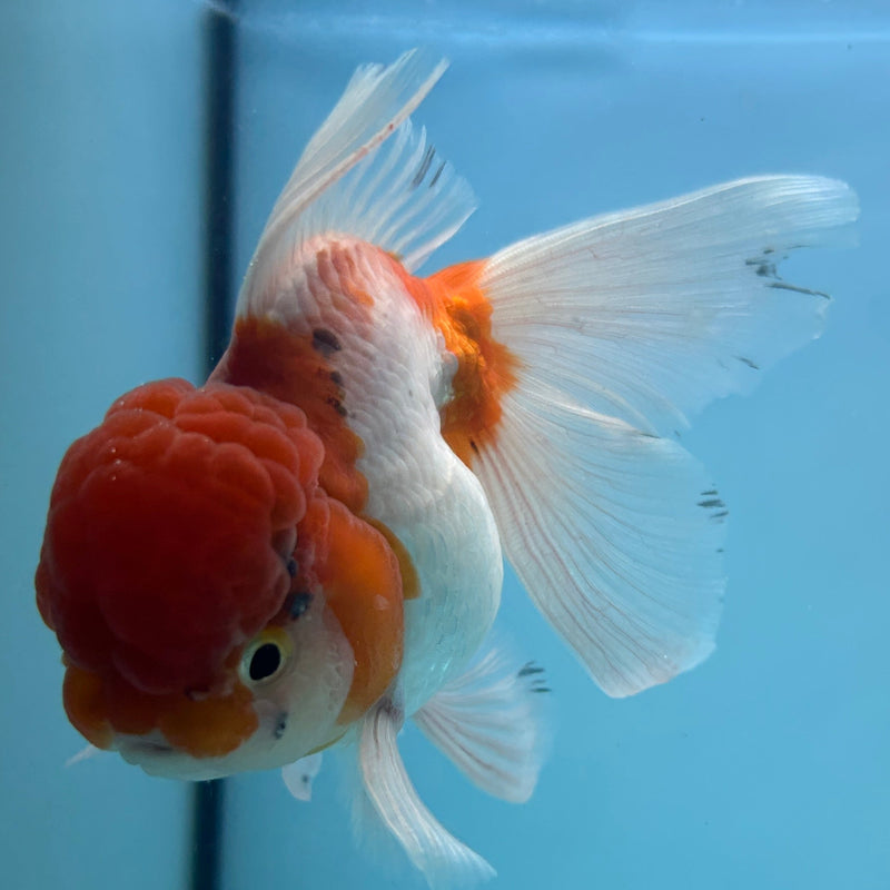 Live Premium Fancy Goldfish Thai Oranda Red & White Body Male 3.5” Body (JC-005) R1A06