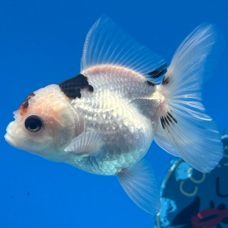 Thai Oranda Panda 2.5” Body Female(CK-1291)R3B01