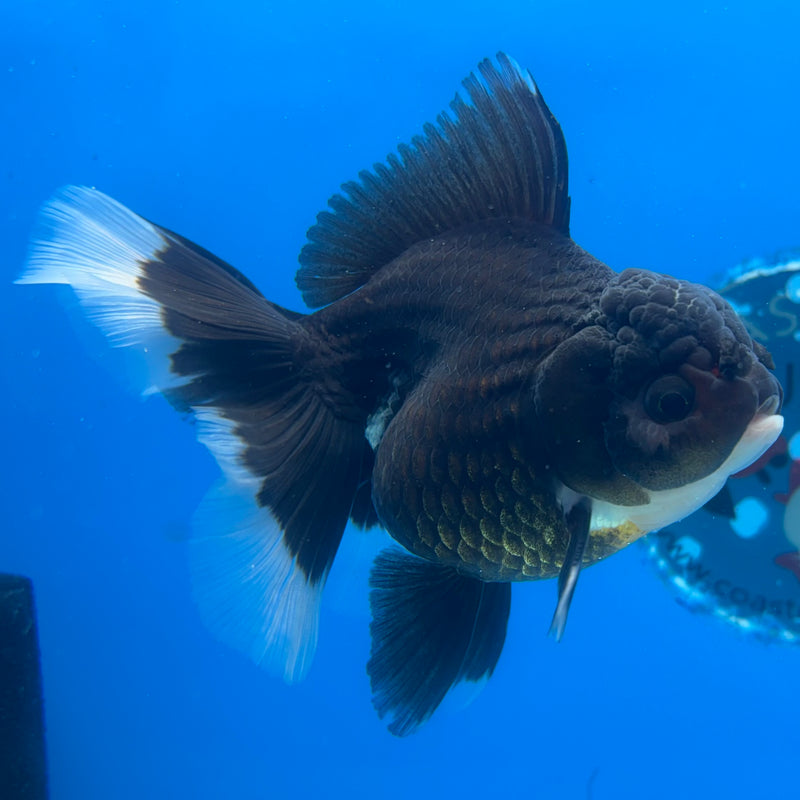 Thai Oranda Panda 3.5” Body Female(CK-1396)SHOWTANK2
