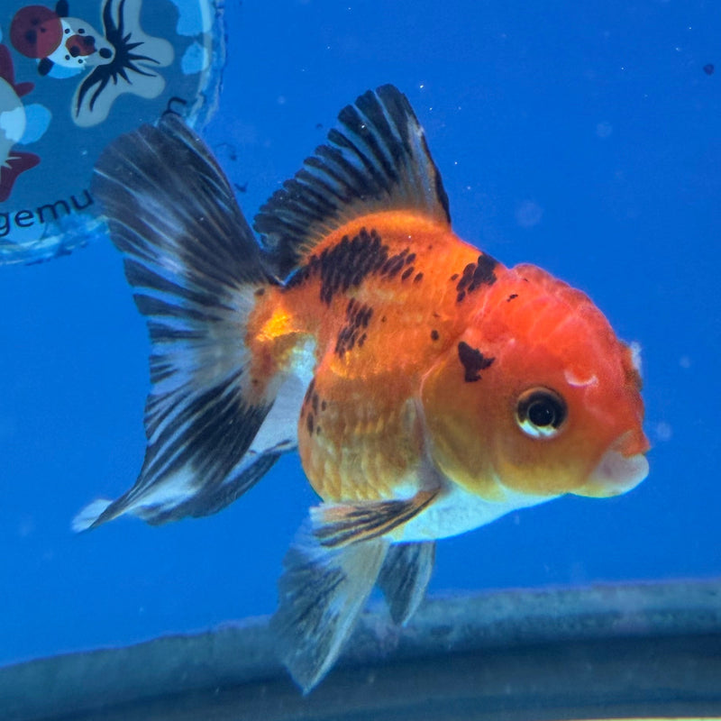 Thai Oranda Apache 3in Female (FEB-325)R2B07