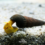 Live Freshwater POSO ORANGE RABBIT SNAIL