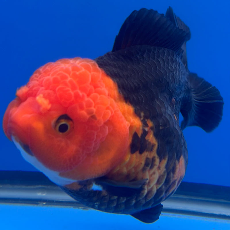 Thai Premium Oranda Yuanbao Apache 4” Body Female(CK-776)R1BlueTub4