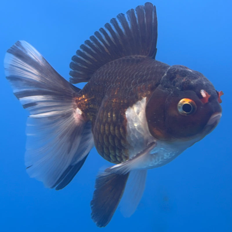 Thai Oranda Panda 3” Body Female(CK-704)R1A05