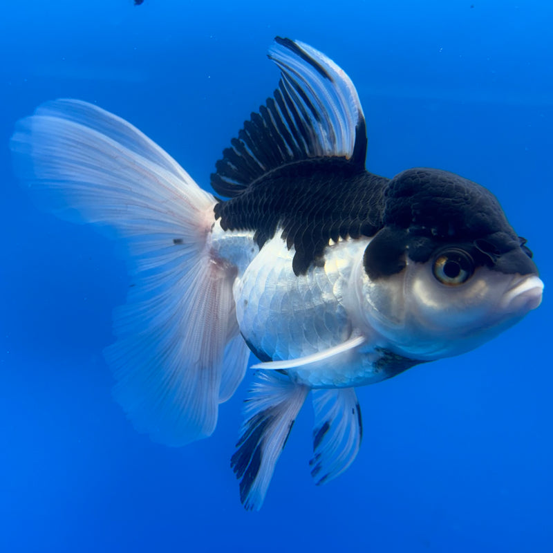 Thai Oranda Panda 3.5” Body Female(CK-727)R1A02