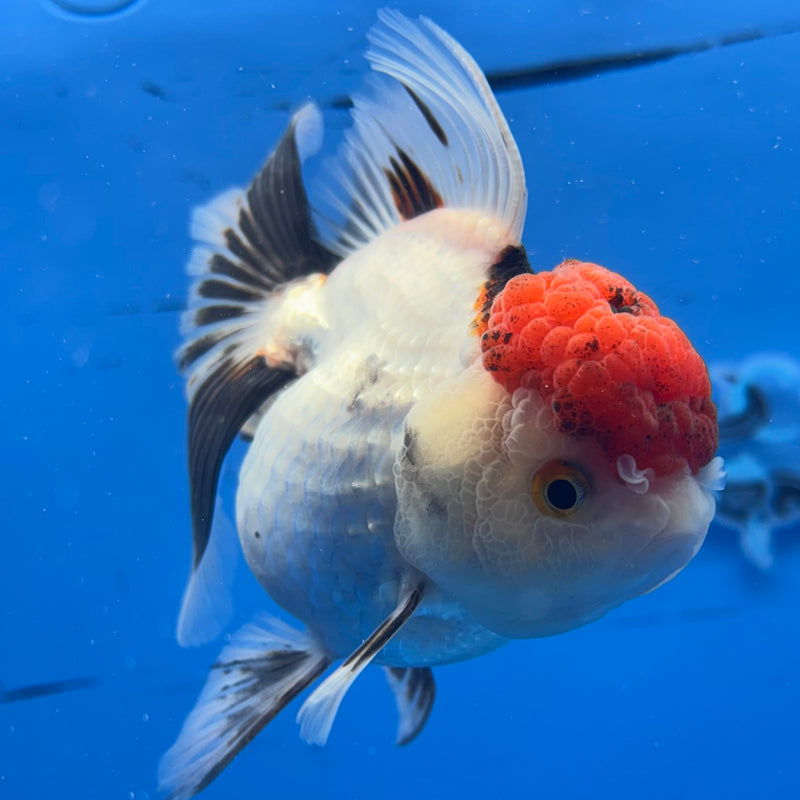 Thai Oranda Tri-Color 3.5” Body Female(CK-935)R1BLUETUB4