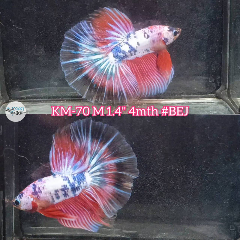 Live Male Betta Fancy marble OverHalfmoon (KM-70) High quality what you see what you get!!